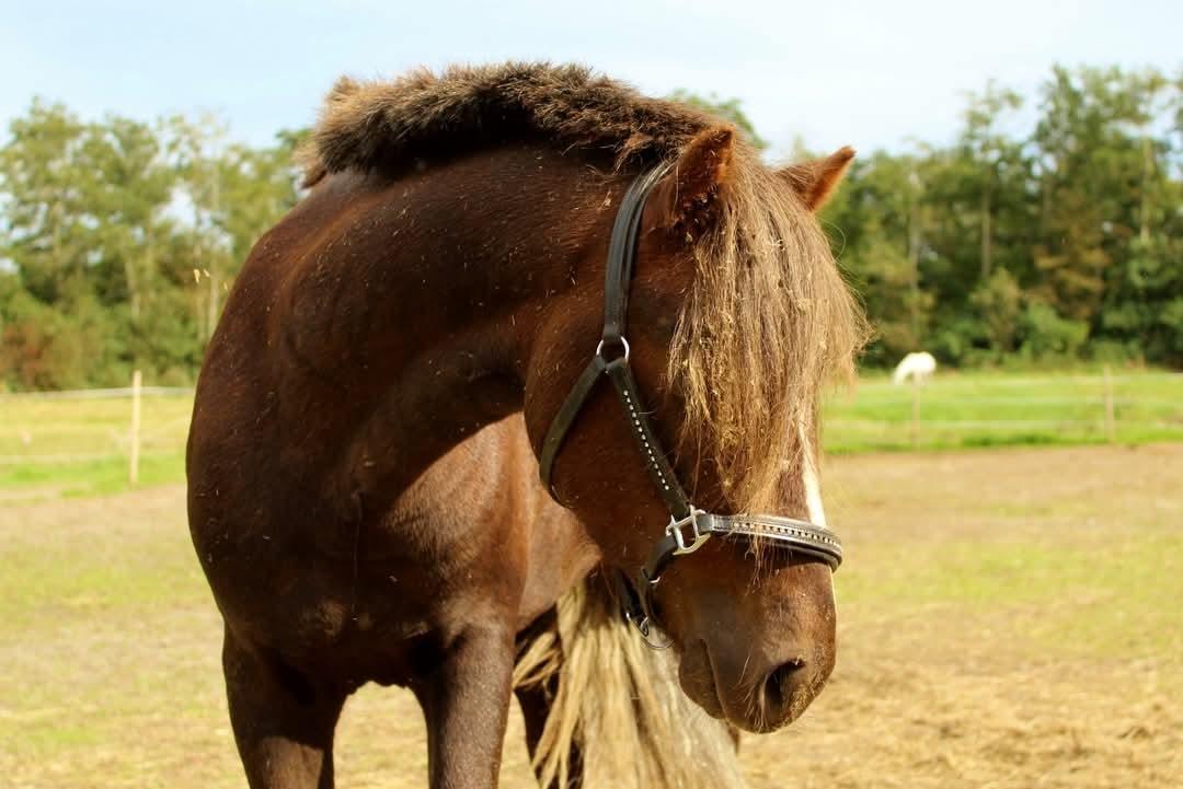 Welsh Mountain (sec A) Callunas Lucky Luke | Fighter | [Hjemvendt] billede 23