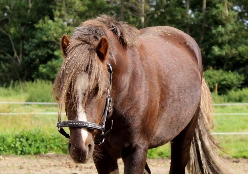 Welsh Mountain (sec A) Callunas Lucky Luke | Fighter | [Hjemvendt] billede 24