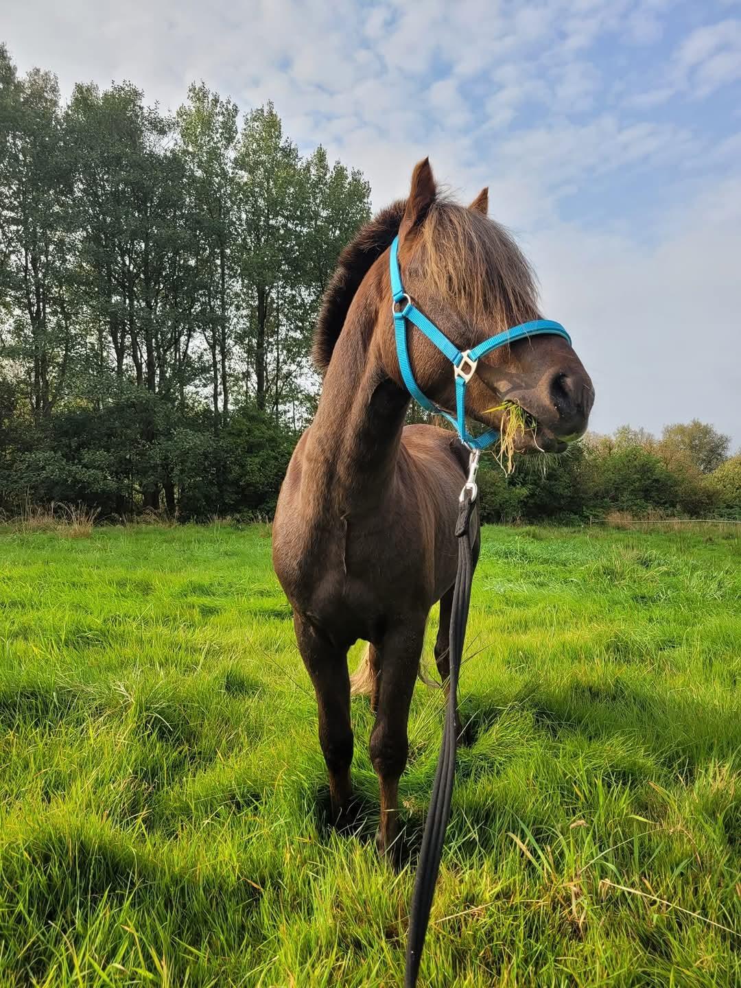 Welsh Mountain (sec A) Callunas Lucky Luke | Fighter | [Hjemvendt] billede 21