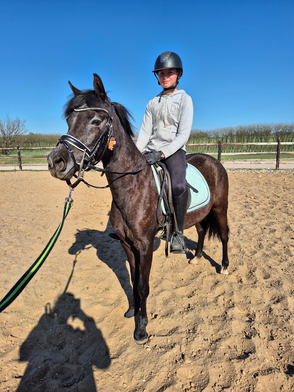 Welsh Pony (sec B) Lille Blombjerggårds Pinkie Pie billede 20