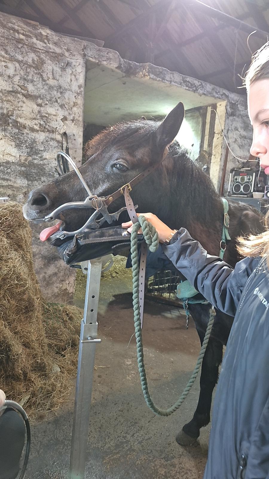 Welsh Pony (sec B) Lille Blombjerggårds Pinkie Pie billede 18