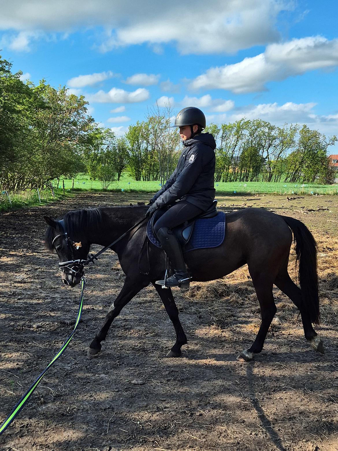 Welsh Pony (sec B) Lille Blombjerggårds Pinkie Pie billede 22