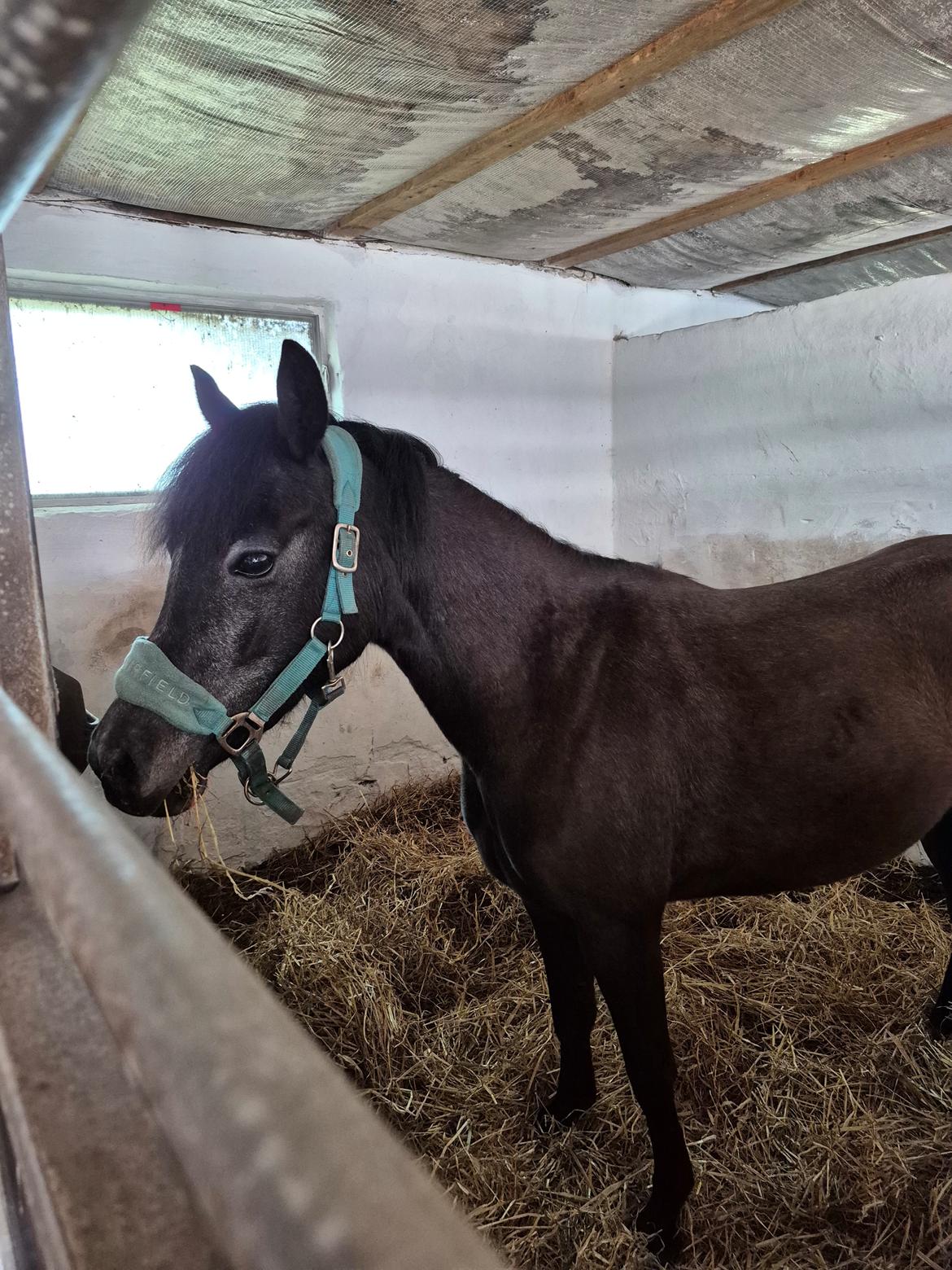Welsh Pony (sec B) Lille Blombjerggårds Pinkie Pie billede 23