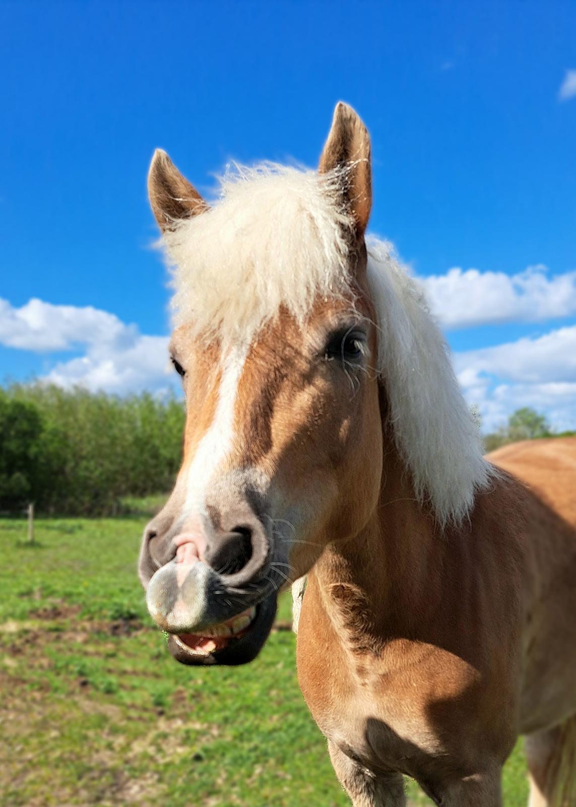 Haflinger Rosègold billede 21