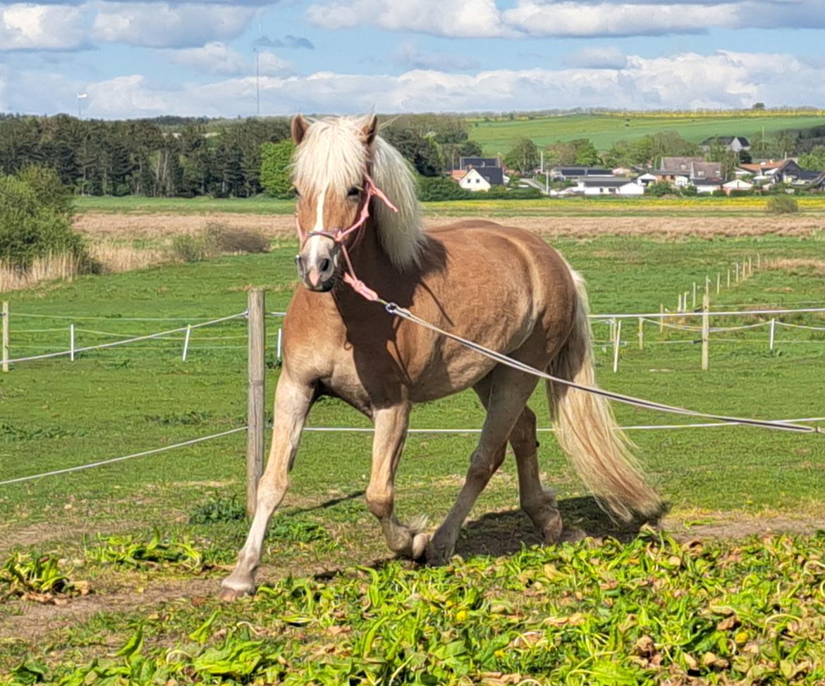 Haflinger Rosègold billede 22