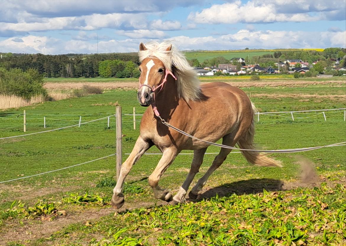 Haflinger Rosègold billede 23