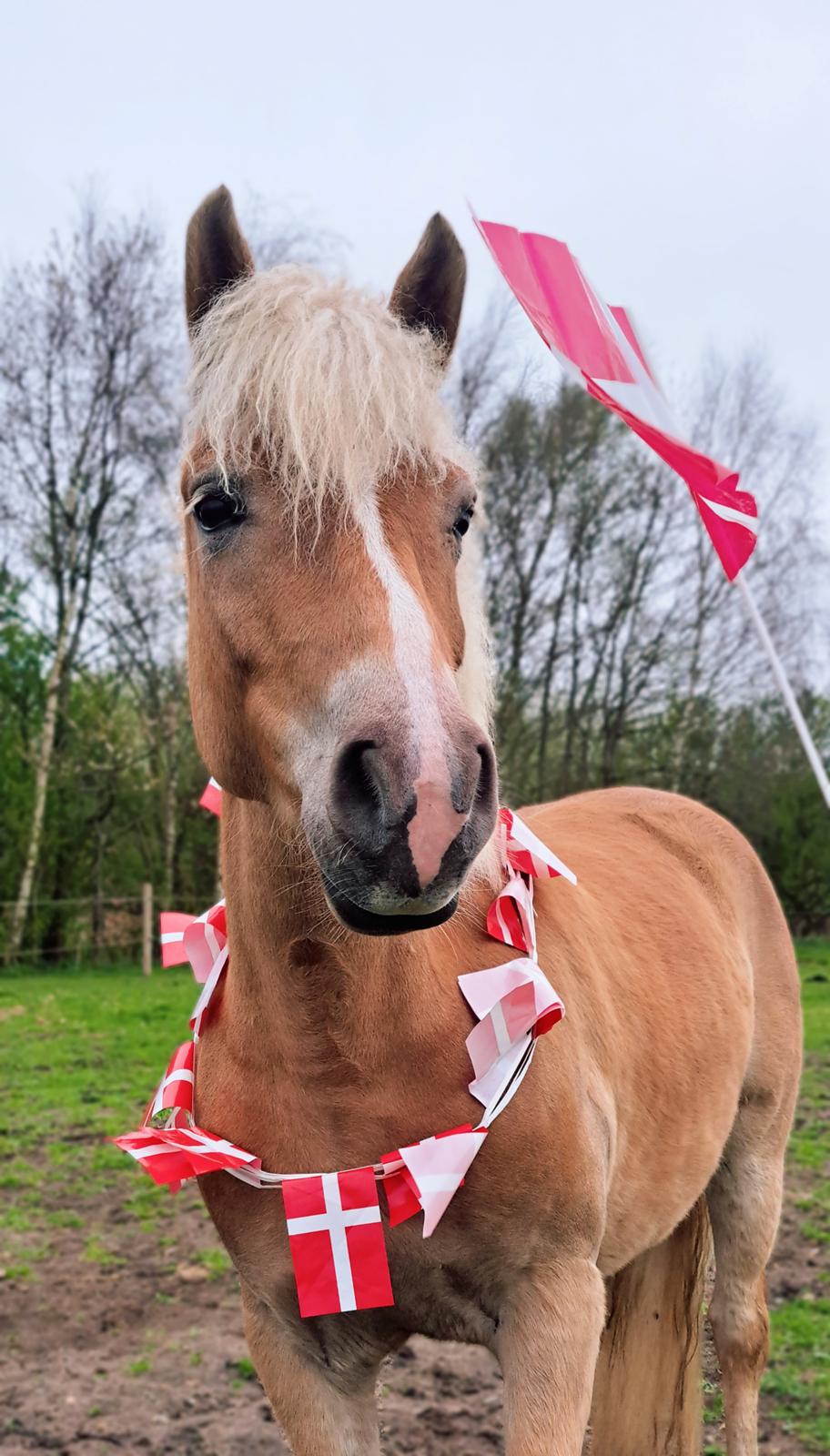 Haflinger Rosègold billede 24