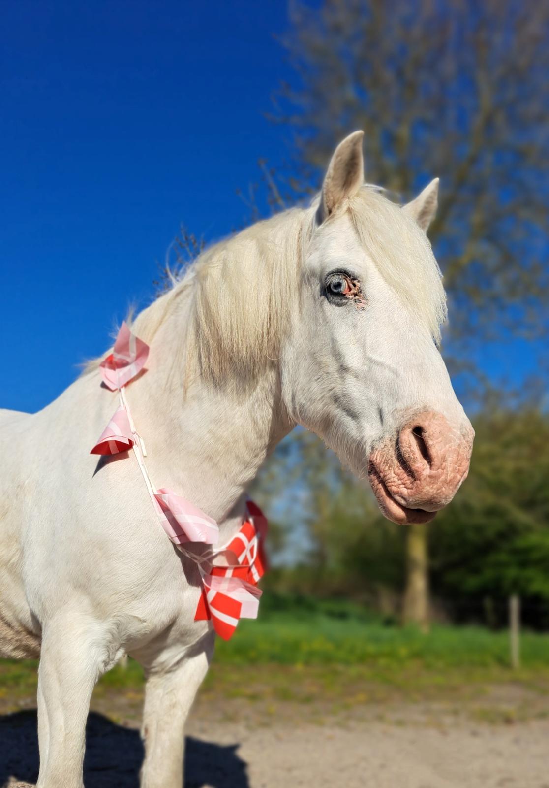 Anden særlig race Snowball  billede 21