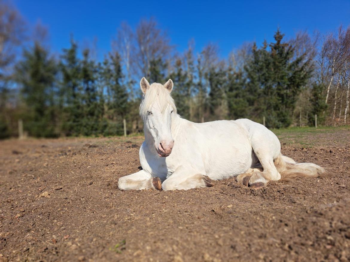 Anden særlig race Snowball  billede 23