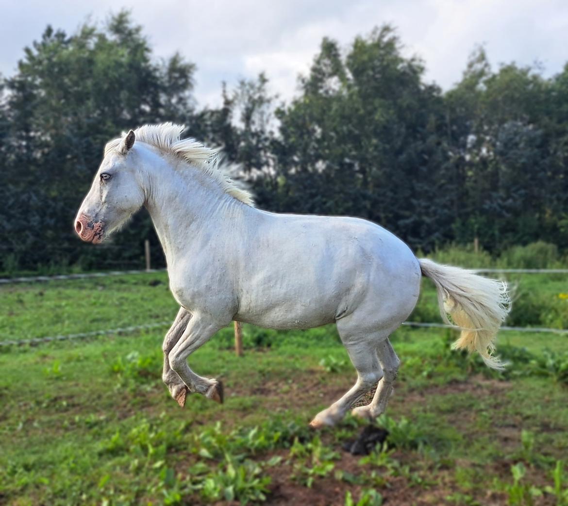 Anden særlig race Snowball  billede 24