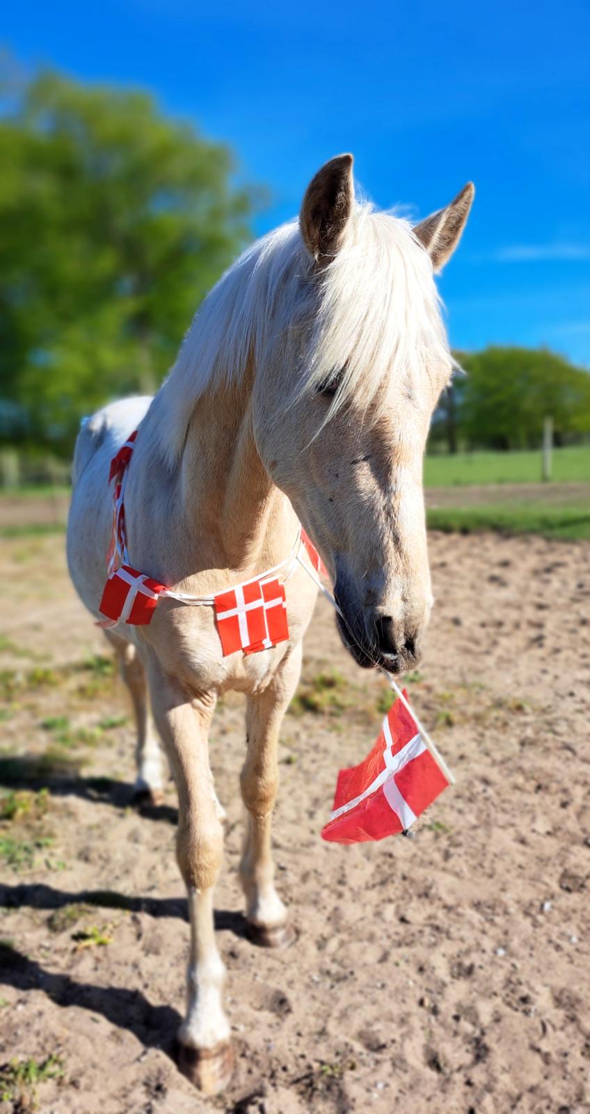 Anden særlig race Keldbæksgaard's Holger billede 21