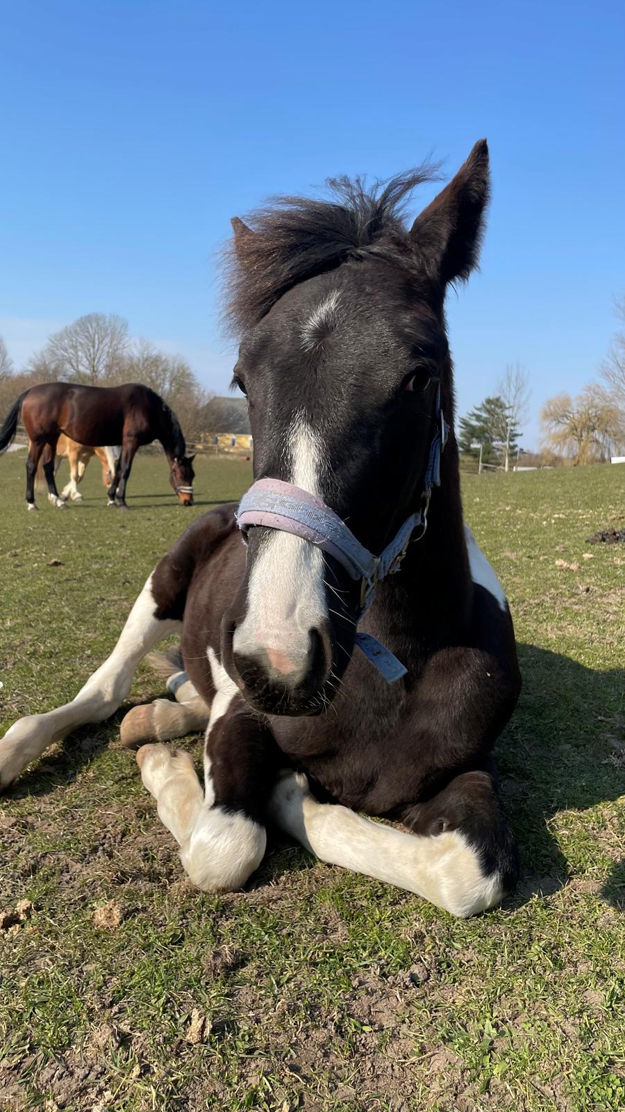 Pinto Hindbærgårdens Ashmore (Divle) billede 23