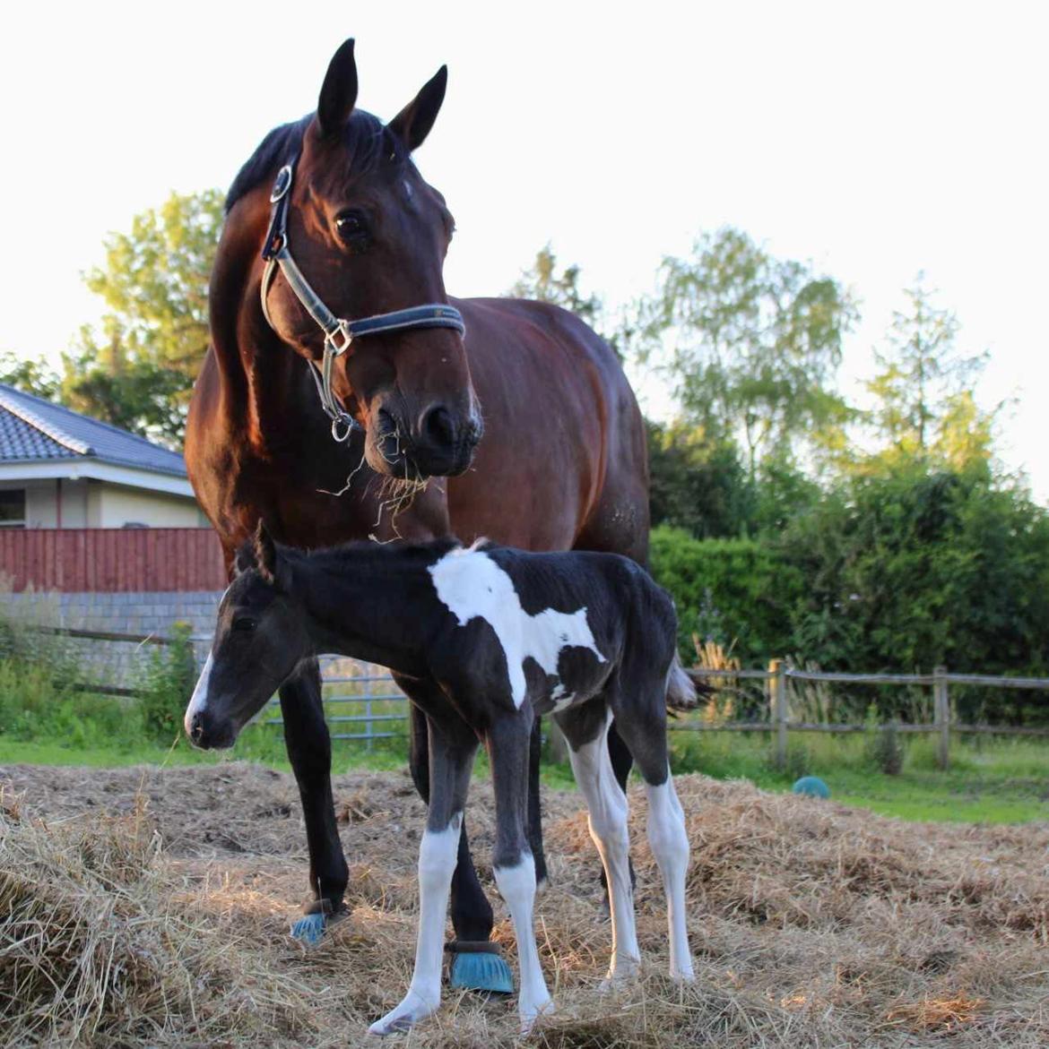 Anden særlig race - Donna billede 22
