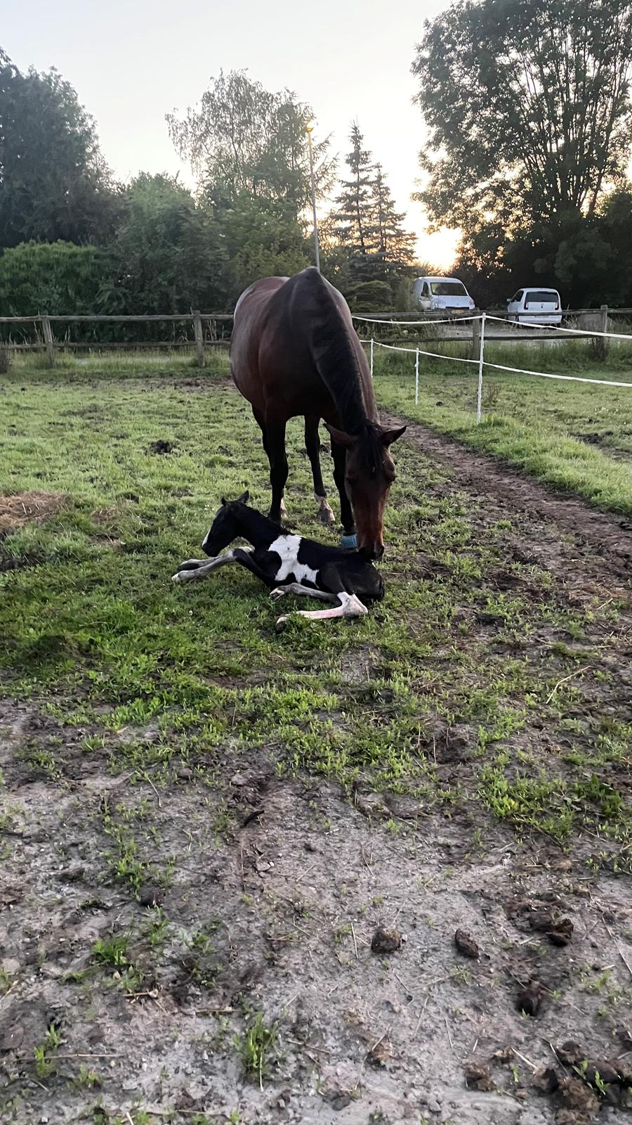 Anden særlig race - Donna billede 21