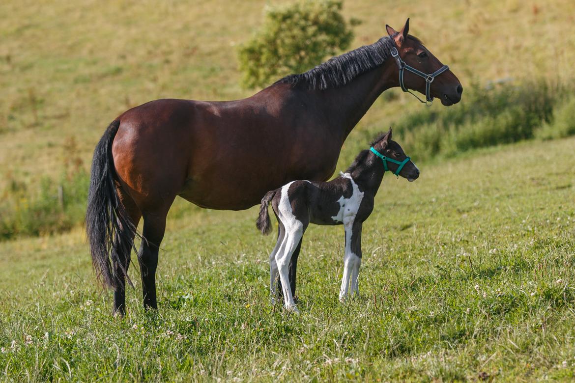 Anden særlig race - Donna billede 23