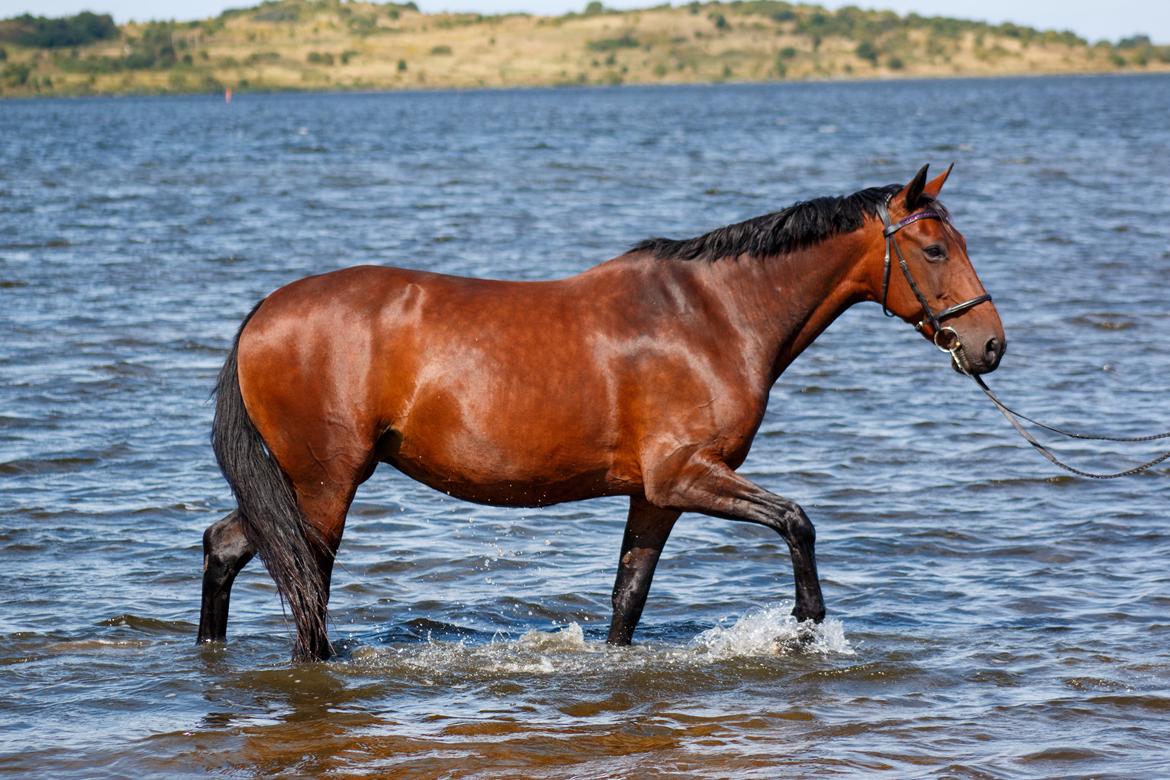 Anden særlig race - Donna billede 25