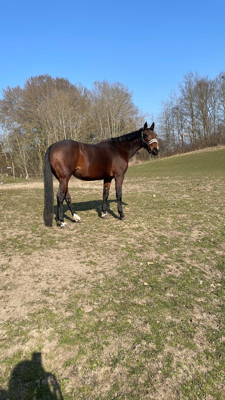 Anden særlig race - Donna billede 27