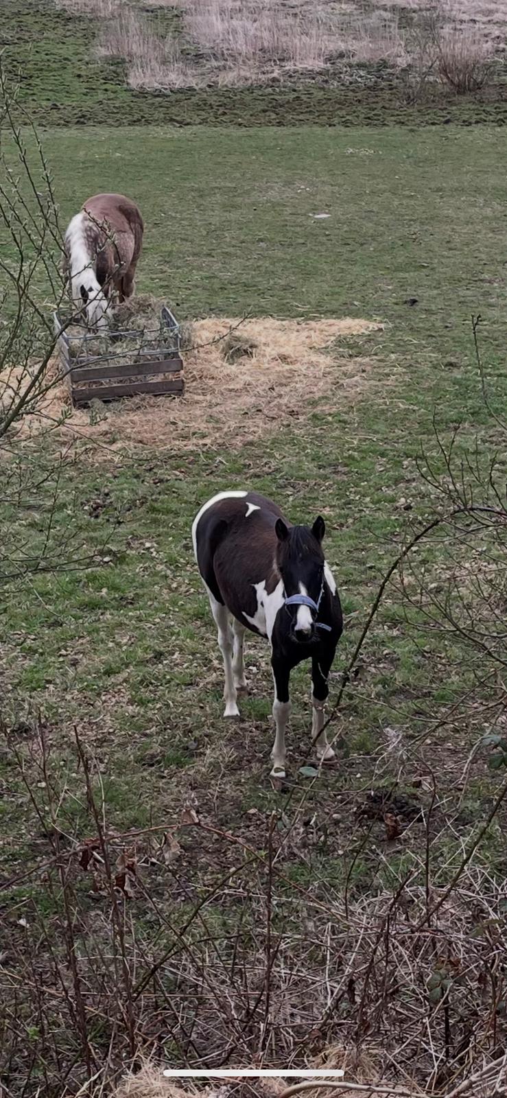 Pinto Hindbærgårdens Ashmore (Divle) billede 25