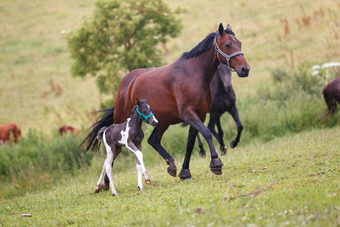 Pinto Hindbærgårdens Ashmore (Divle) billede 6
