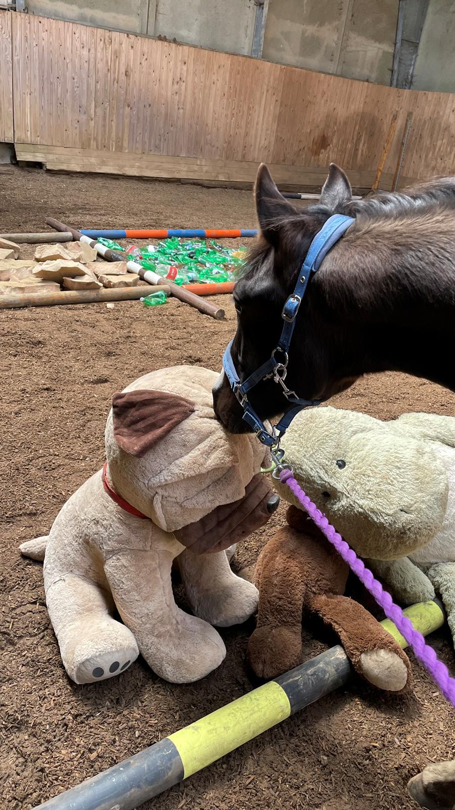 Pinto Hindbærgårdens Ashmore (Divle) billede 26