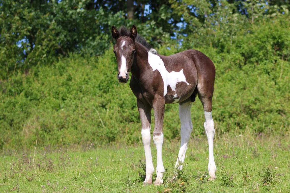 Pinto Hindbærgårdens Ashmore (Divle) billede 10