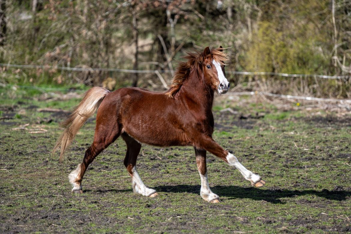Welsh Pony af Cob-type (sec C) Aberlour Gagarin [Trænede] billede 20