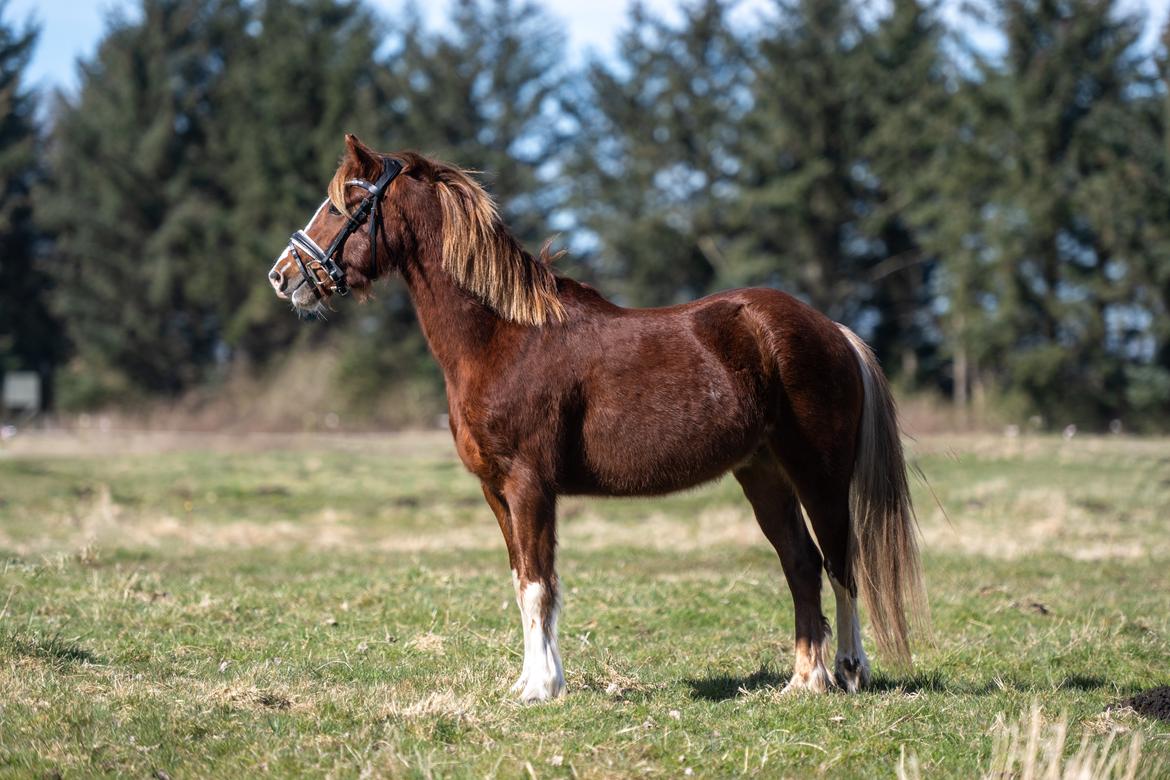 Welsh Pony af Cob-type (sec C) Aberlour Gagarin [Trænede] billede 23