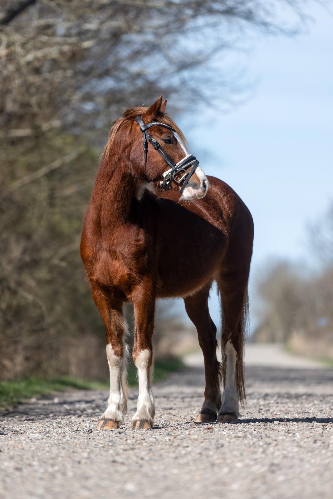 Welsh Pony af Cob-type (sec C) Aberlour Gagarin [Trænede] billede 18