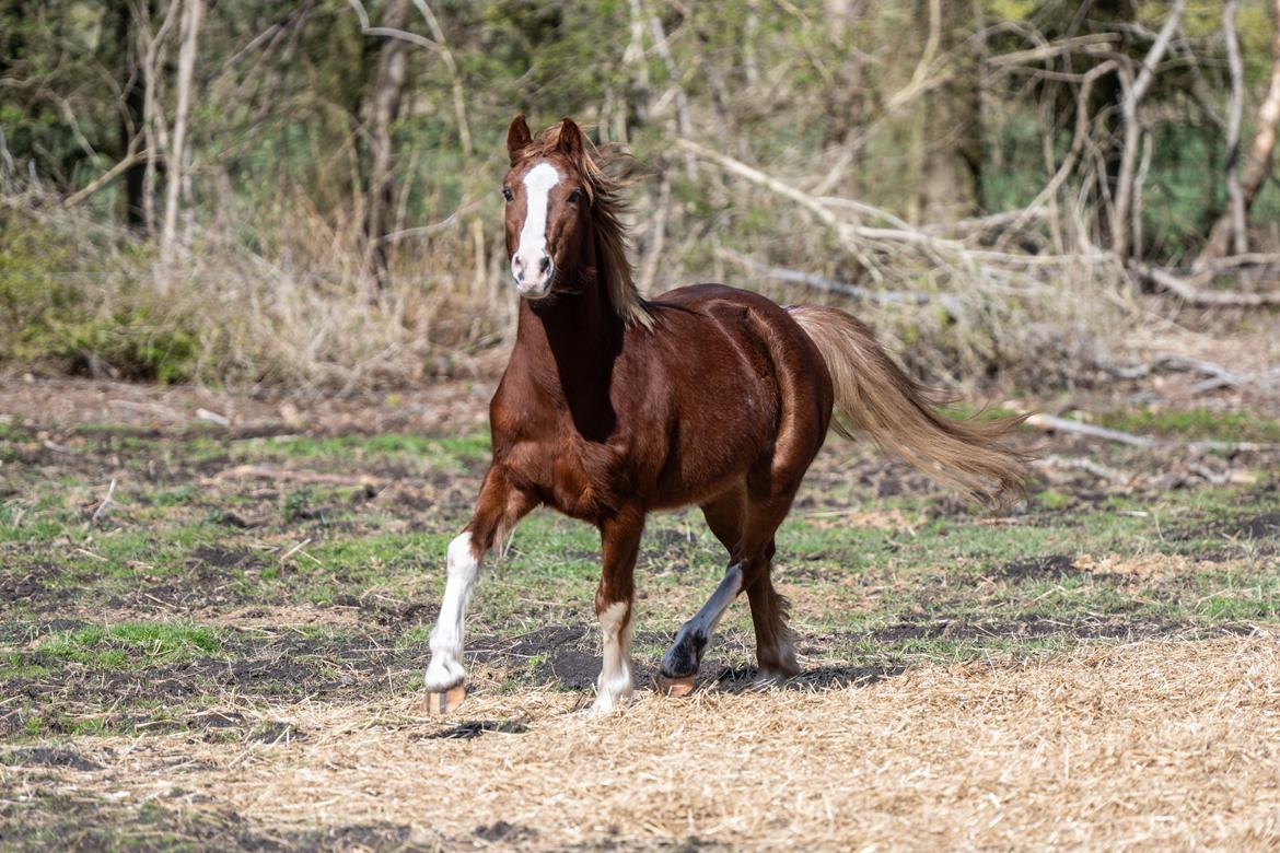 Welsh Pony af Cob-type (sec C) Aberlour Gagarin [Trænede] billede 19