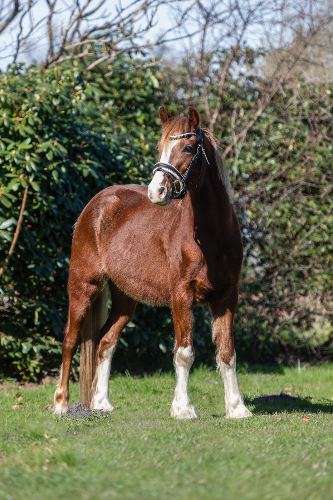 Welsh Pony af Cob-type (sec C) Aberlour Gagarin [Trænede] billede 21