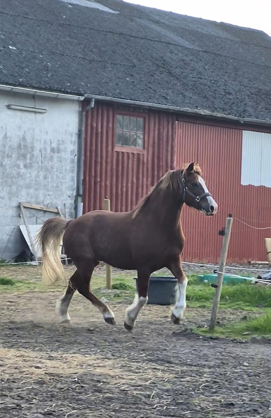 Welsh Pony af Cob-type (sec C) Aberlour Gagarin [Trænede] billede 22