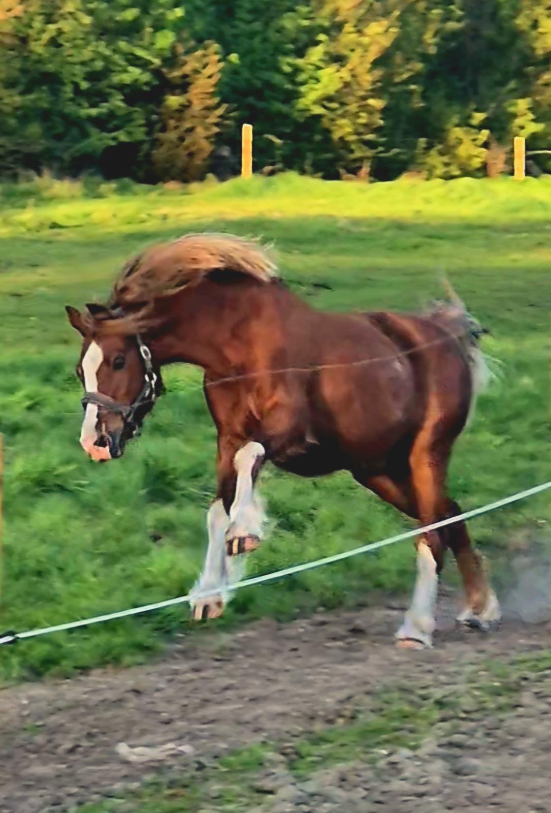 Welsh Pony af Cob-type (sec C) Aberlour Gagarin [Trænede] billede 25