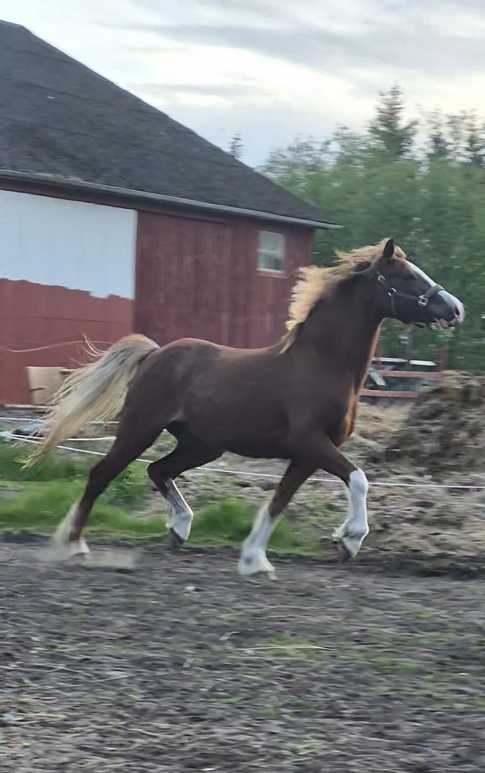 Welsh Pony af Cob-type (sec C) Aberlour Gagarin [Trænede] billede 24