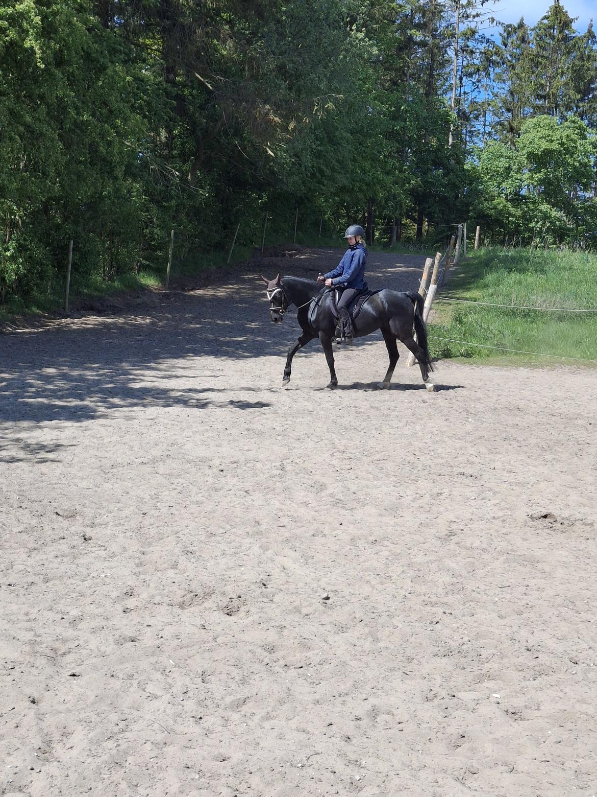 DSP TS Black Velvet - 2025; Velvet er bare super lærenem♡♡ billede 20