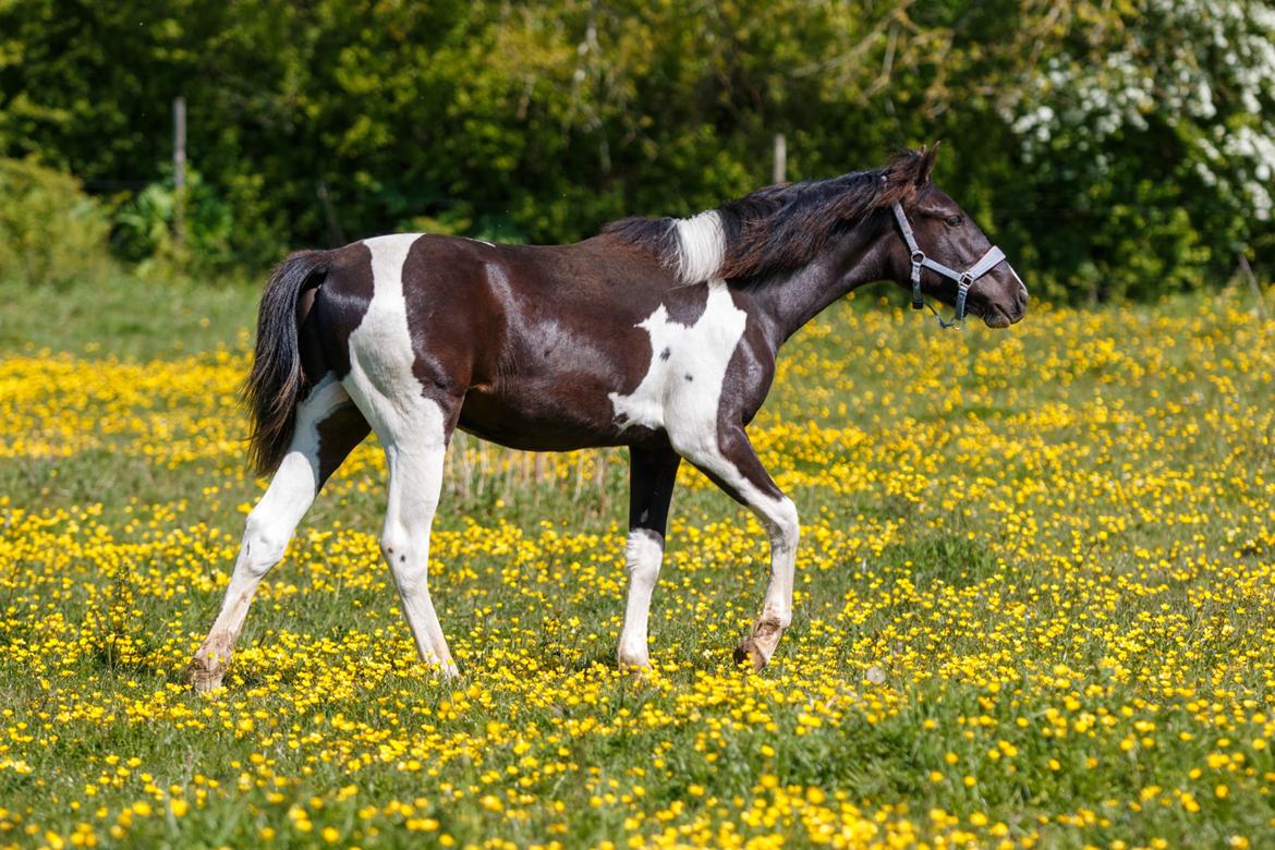 Pinto Hindbærgårdens Ashmore (Divle) billede 28