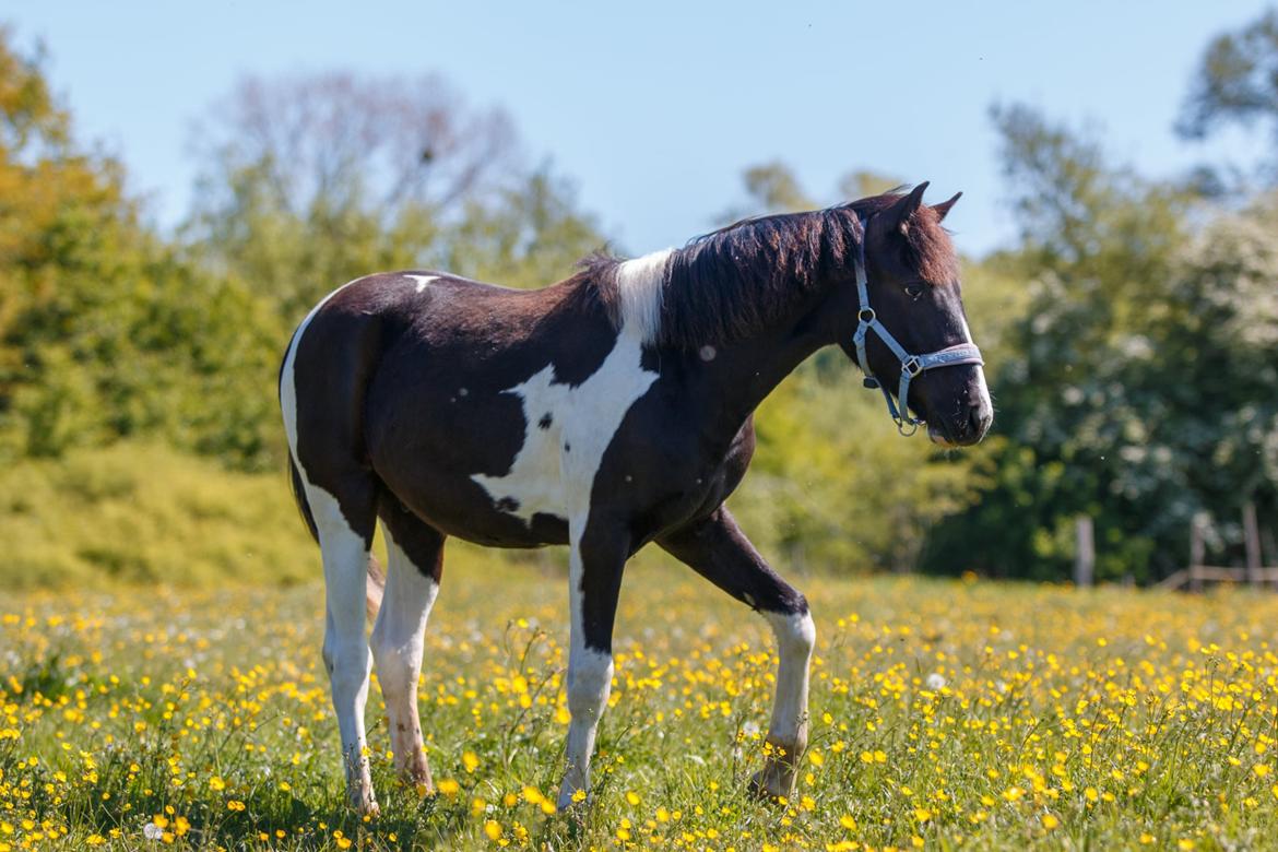 Pinto Hindbærgårdens Ashmore (Divle) billede 29