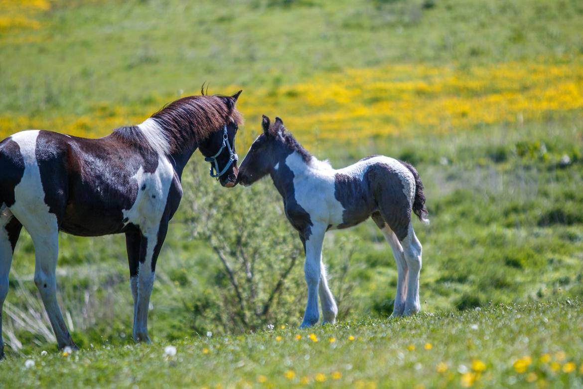 Pinto Hindbærgårdens Ashmore (Divle) billede 27