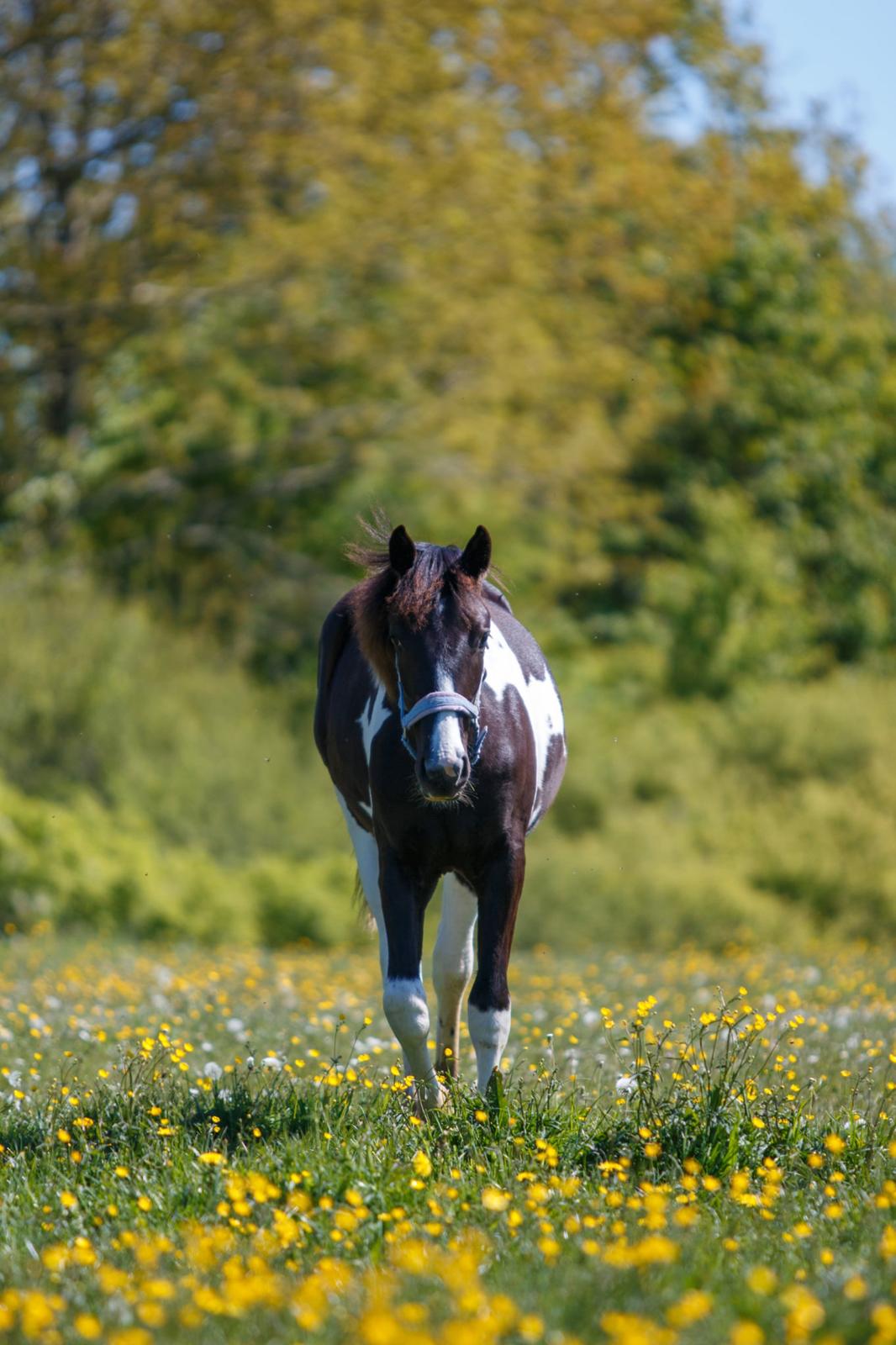 Pinto Hindbærgårdens Ashmore (Divle) billede 30