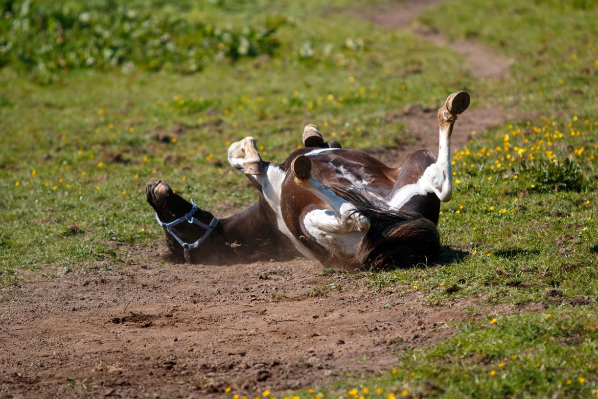 Pinto Hindbærgårdens Ashmore (Divle) billede 31
