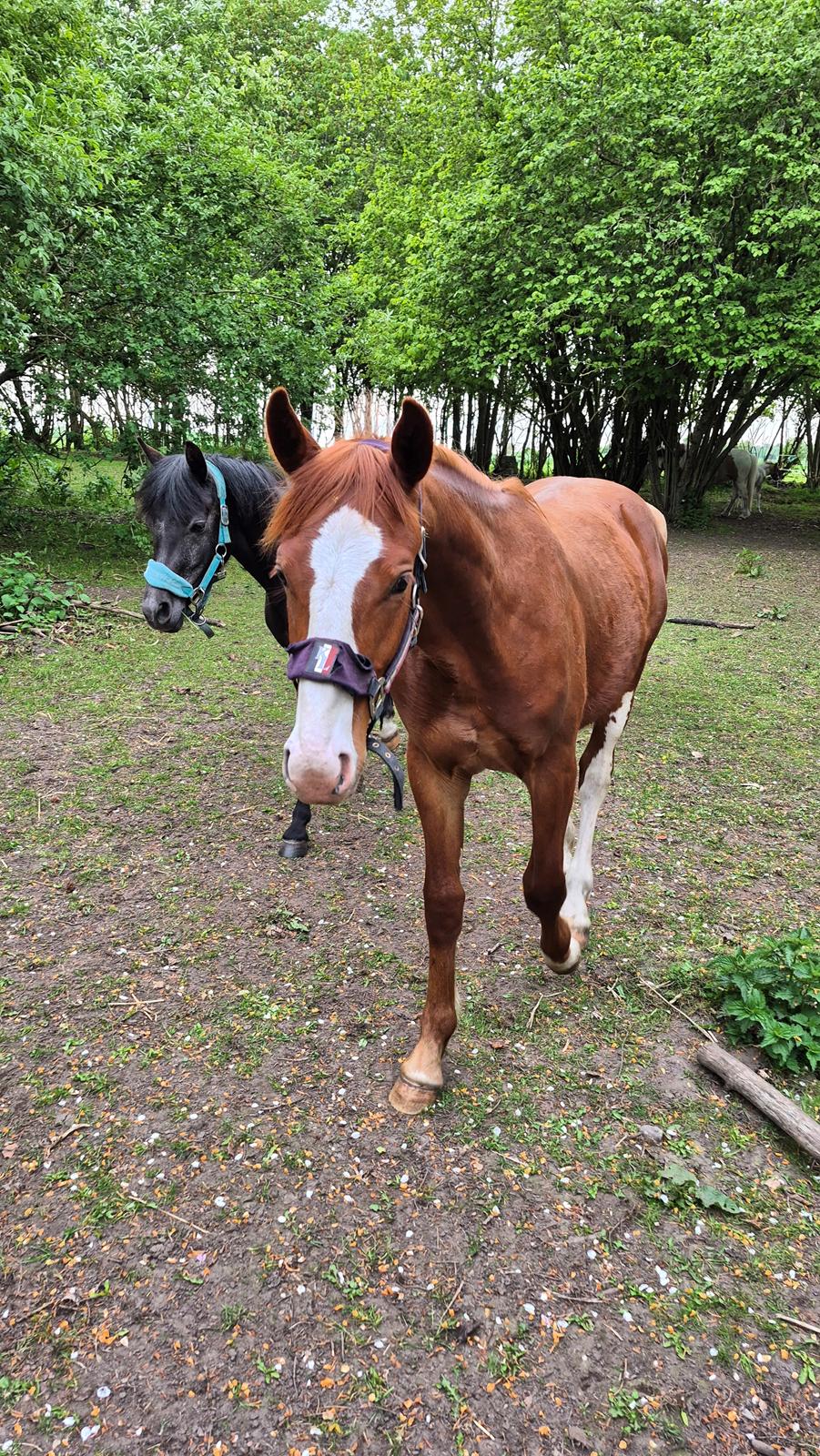 Oldenborg Whasti billede 23