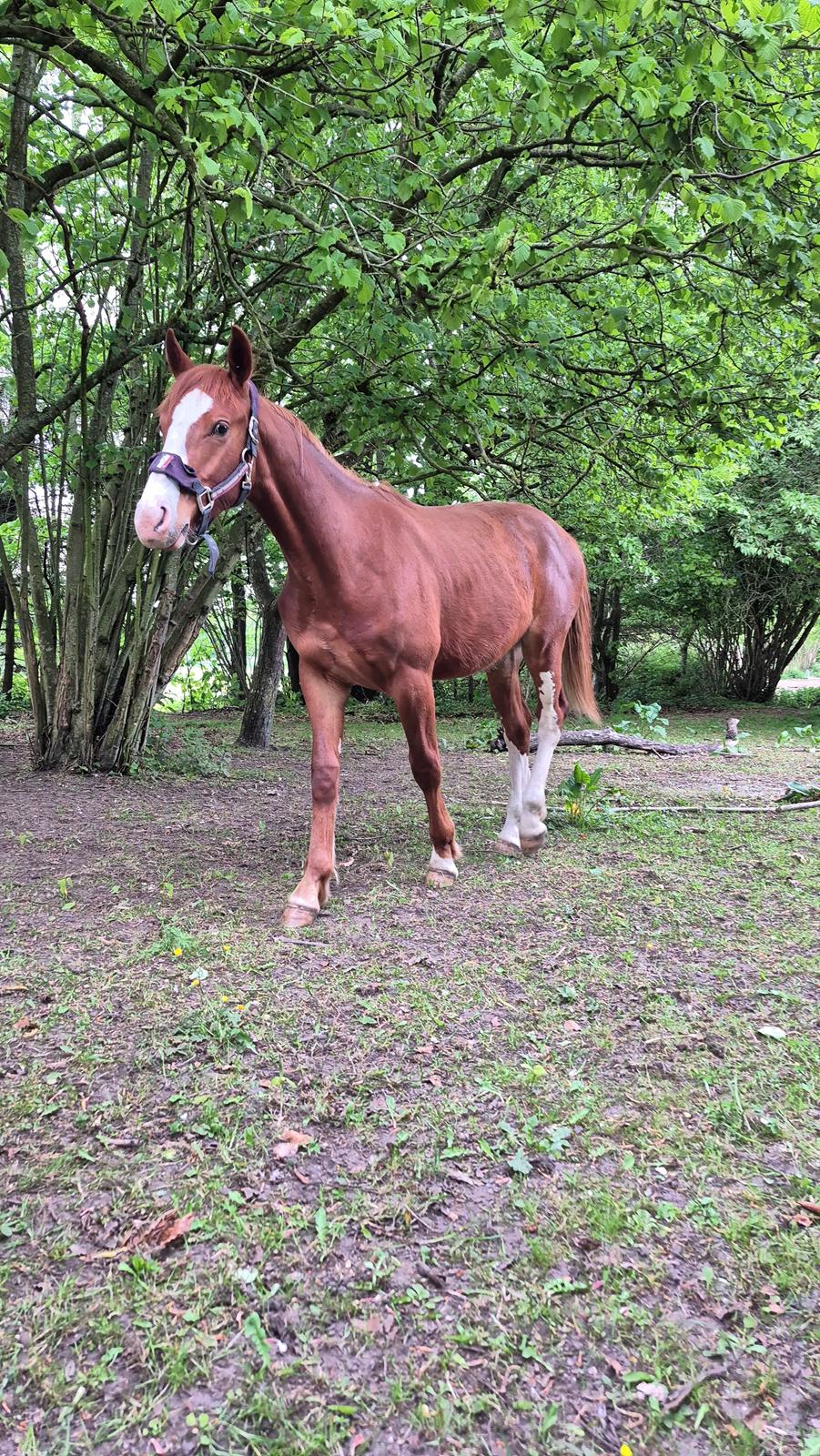 Oldenborg Whasti billede 25