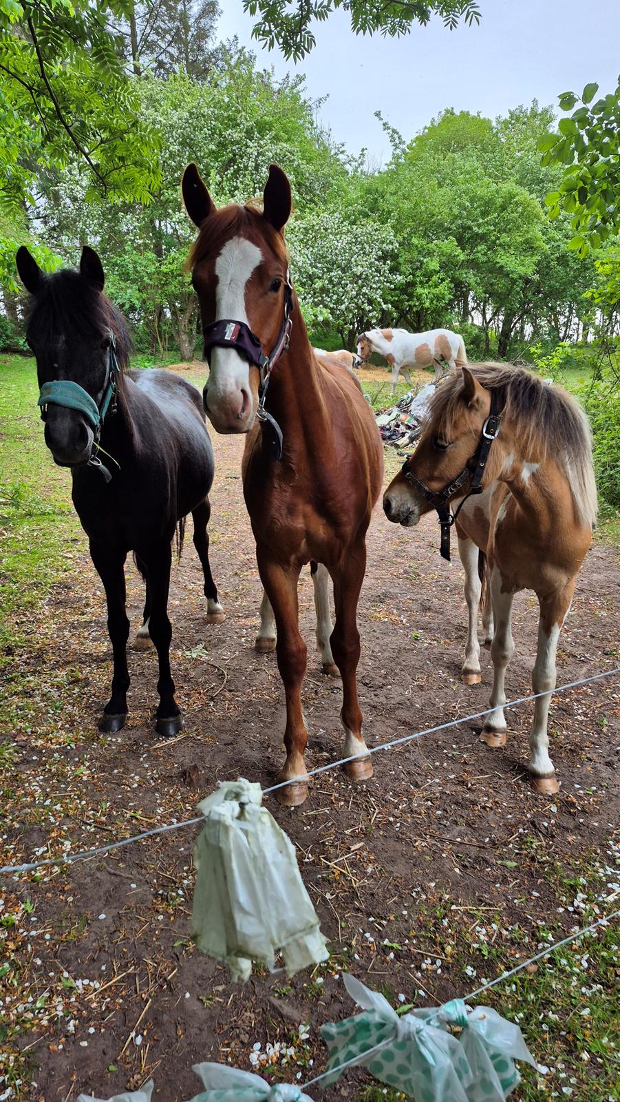Welsh Pony (sec B) Lille Blombjerggårds Pinkie Pie billede 24