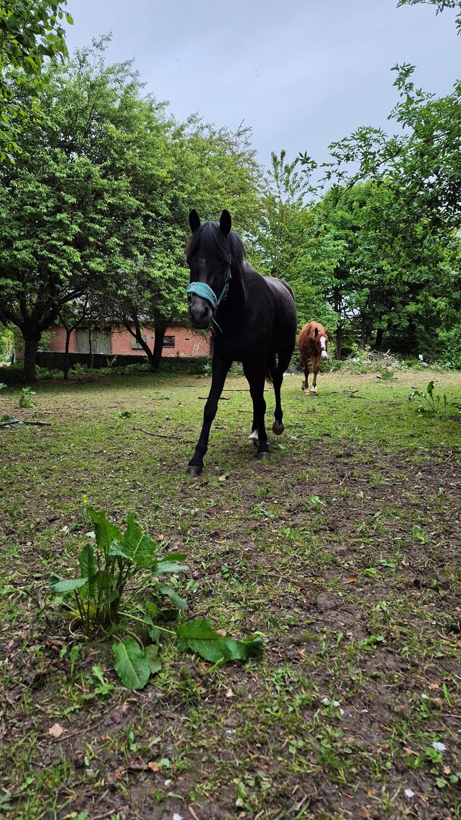 Welsh Pony (sec B) Lille Blombjerggårds Pinkie Pie billede 25
