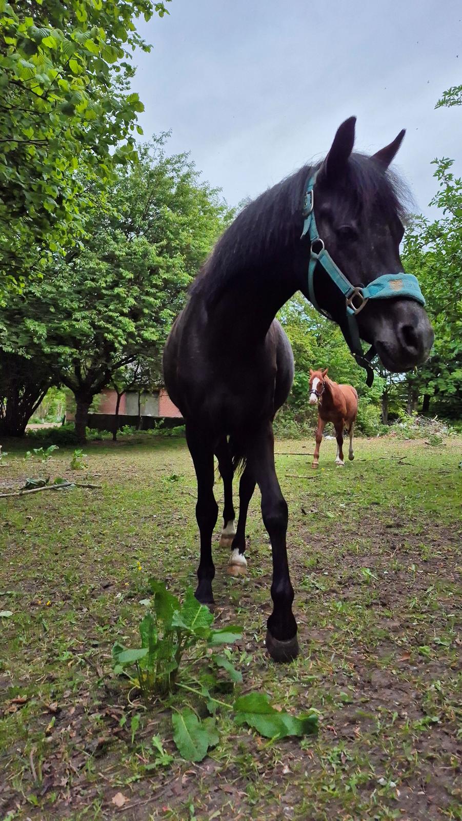 Welsh Pony (sec B) Lille Blombjerggårds Pinkie Pie billede 26