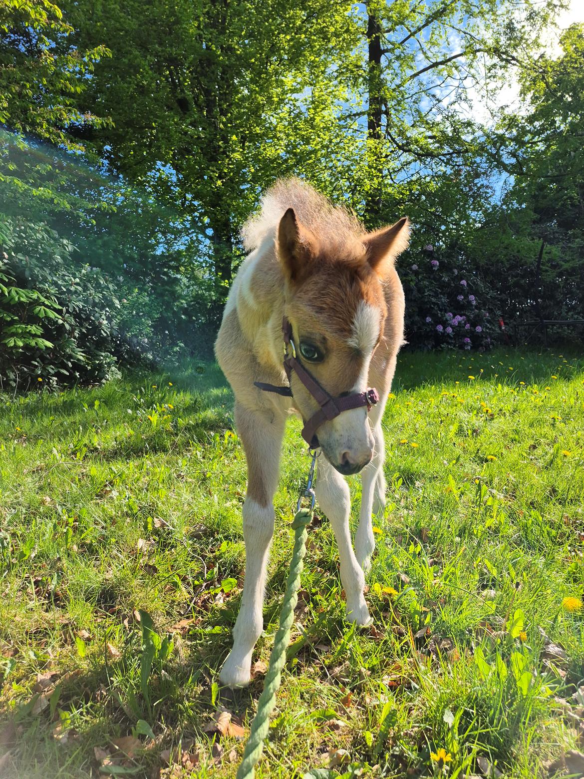 Welsh Partbred (Sec F) So Perfekt  billede 21