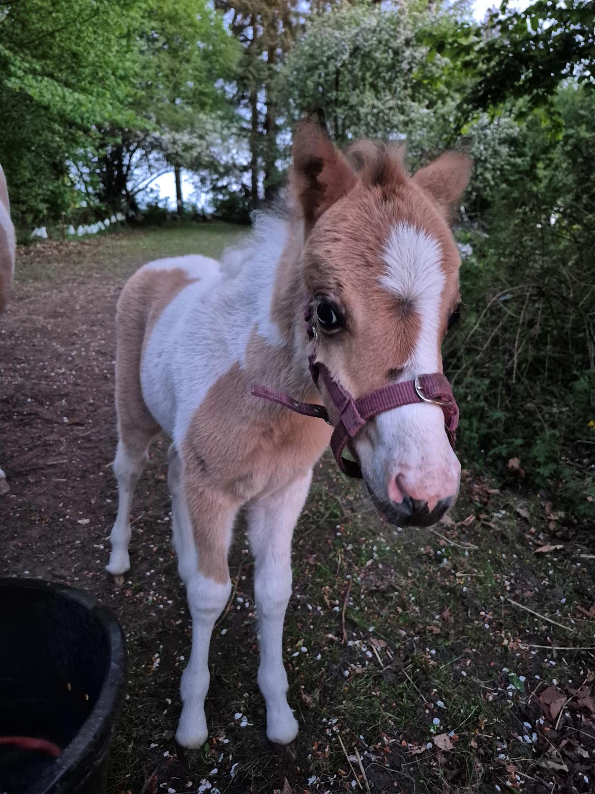Welsh Partbred (Sec F) So Perfekt  billede 22