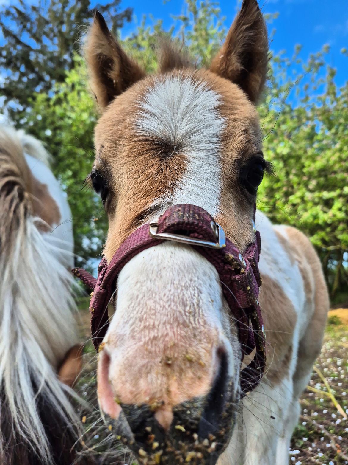 Welsh Partbred (Sec F) So Perfekt  billede 23