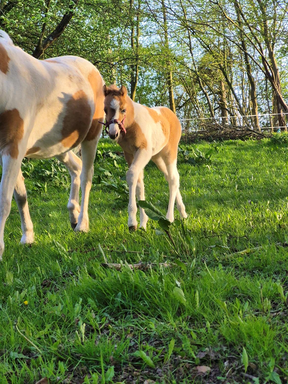 Welsh Partbred (Sec F) So Perfekt  billede 24