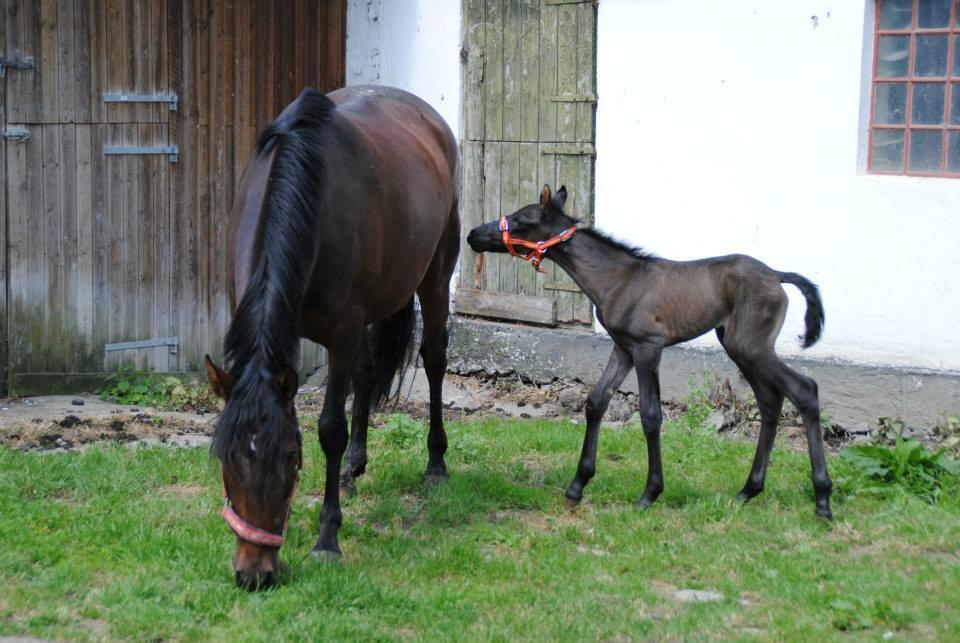 Pura Raza Española Joya MAR  - Joya som føl, 2014 billede 21