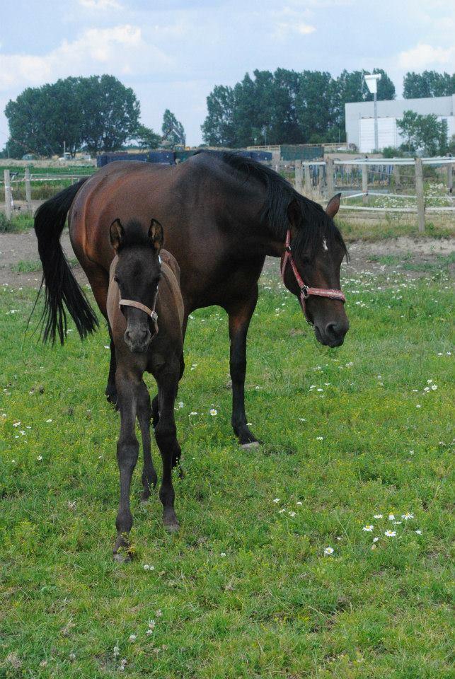 Pura Raza Española Joya MAR  billede 23